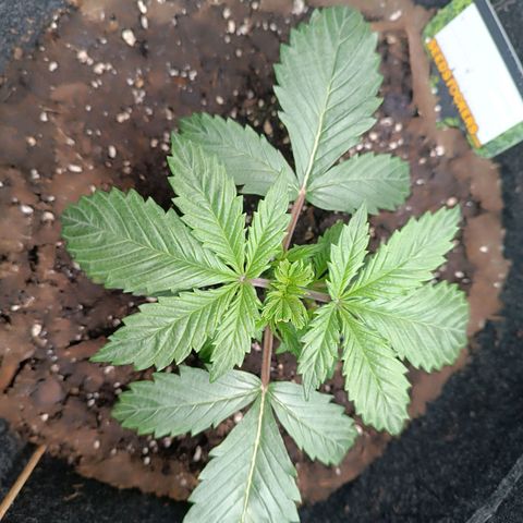 Tropicana Cookies Purple growlog timeline photo