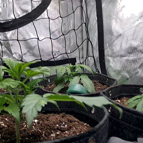 Tropicana Cookies Purple growlog timeline photo