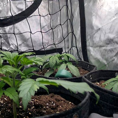 Tropicana Cookies Purple growlog timeline photo