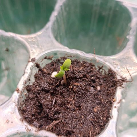 Sun of a peach  growlog timeline photo