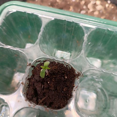 Sun of a peach  growlog timeline photo