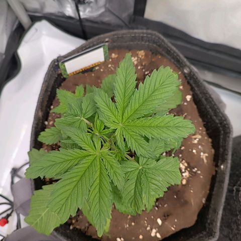 Bruce Banner #3 growlog timeline photo