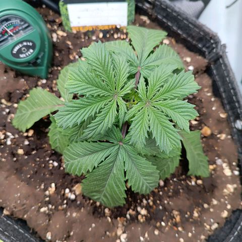 Tropicana Cookies Purple growlog timeline photo