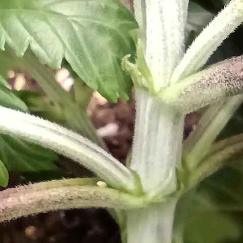 Tropicana Cookies Purple growlog timeline photo