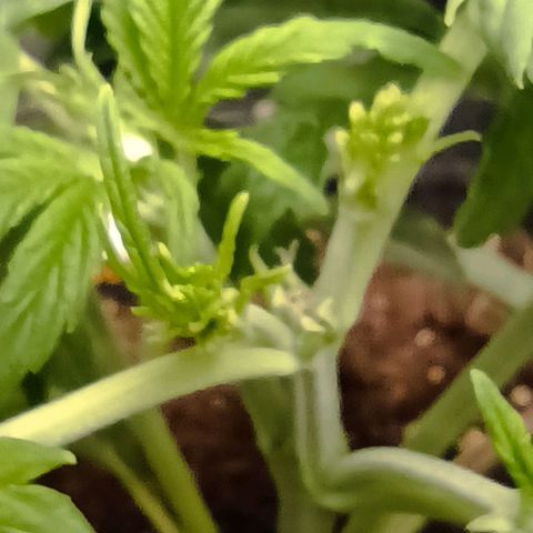 Bruce Banner #3 growlog timeline photo