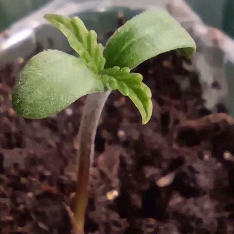 Sun of a peach  growlog timeline photo