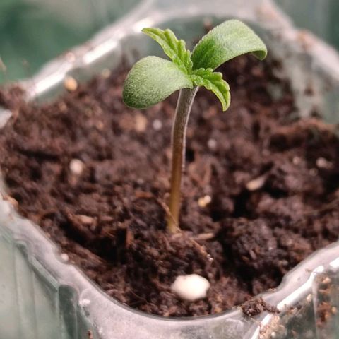 Sun of a peach  growlog timeline photo