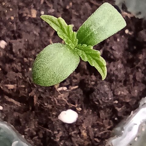 Sun of a peach  growlog timeline photo