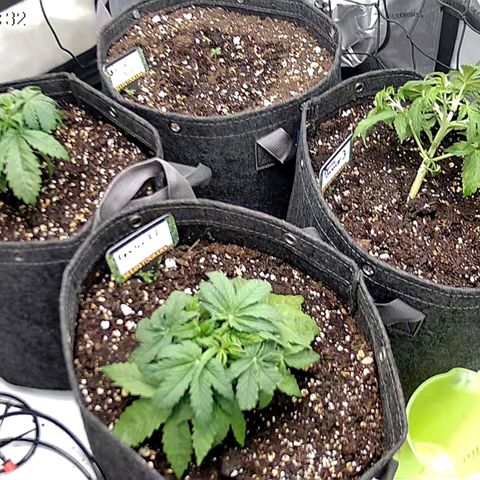 Tropicana Cookies Purple growlog timeline photo