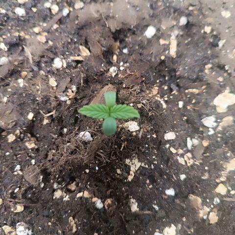 Sun of a peach  growlog timeline photo