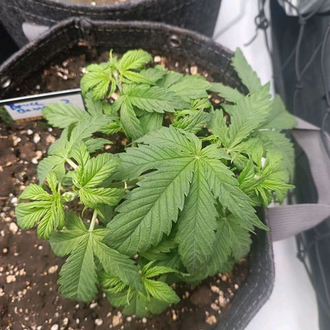 Bruce Banner #3 growlog timeline photo