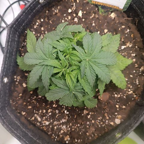 Epsilon F1  growlog timeline photo