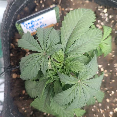 Tropicana Cookies Purple growlog timeline photo
