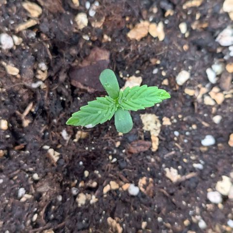 Sun of a peach  growlog timeline photo