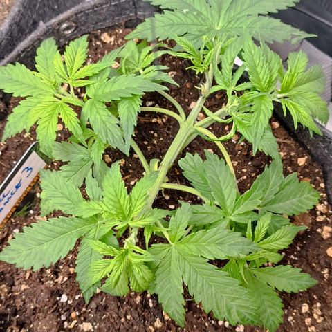 Bruce Banner #3 growlog timeline photo