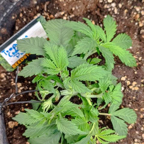 Tropicana Cookies Purple growlog timeline photo