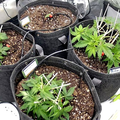 Tropicana Cookies Purple growlog timeline photo