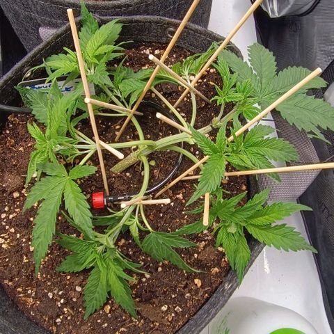 Bruce Banner #3 growlog timeline photo