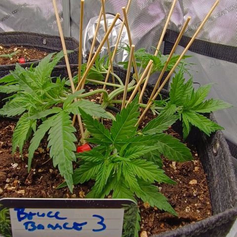 Bruce Banner #3 growlog timeline photo