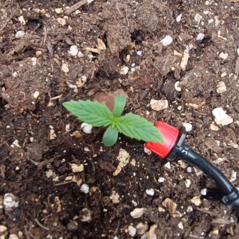 Sun of a peach  growlog timeline photo