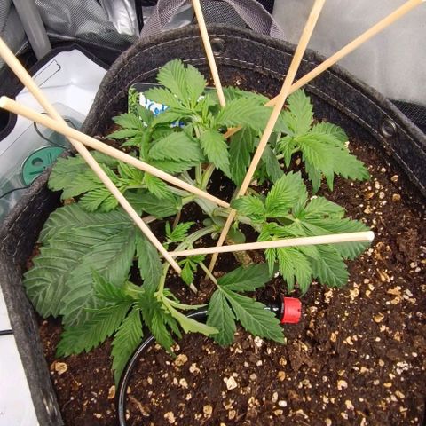 Tropicana Cookies Purple growlog timeline photo