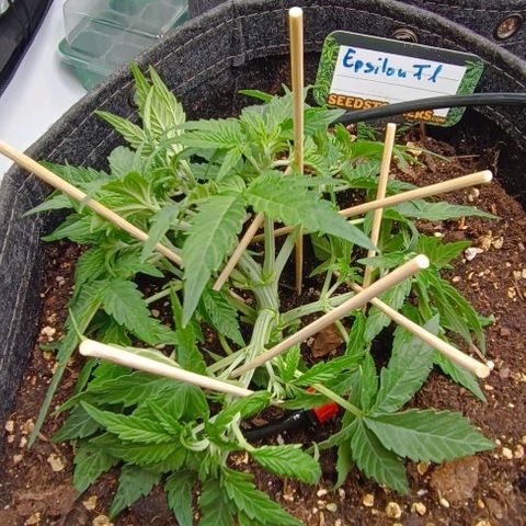 Epsilon F1  growlog timeline photo