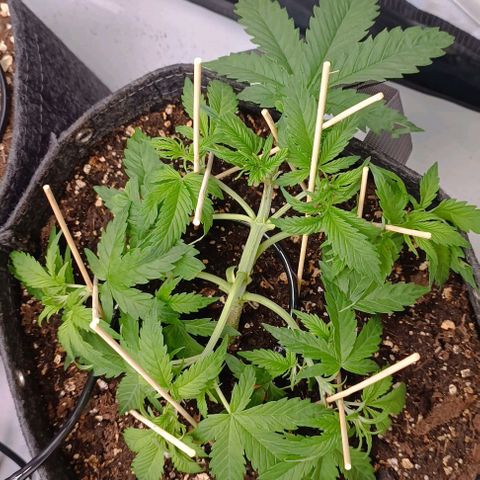Bruce Banner #3 growlog timeline photo