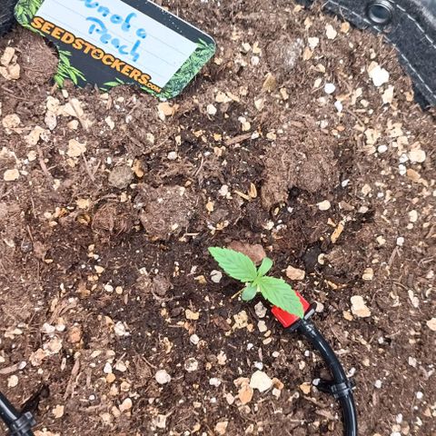 Sun of a peach  growlog timeline photo
