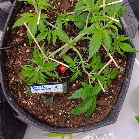 Bruce Banner #3 growlog timeline photo