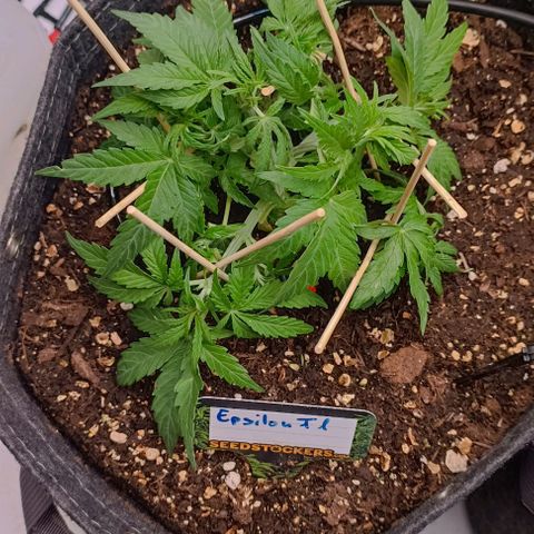 Epsilon F1  growlog timeline photo