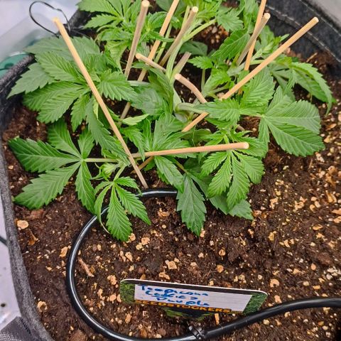Tropicana Cookies Purple growlog timeline photo