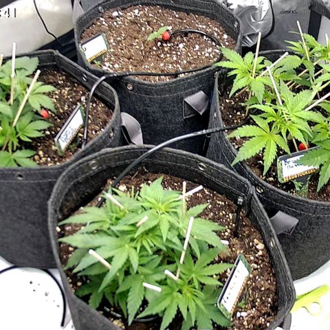 Tropicana Cookies Purple growlog timeline photo