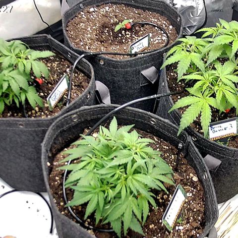 Tropicana Cookies Purple growlog timeline photo