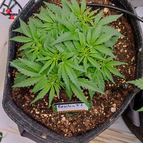 Epsilon F1  growlog timeline photo