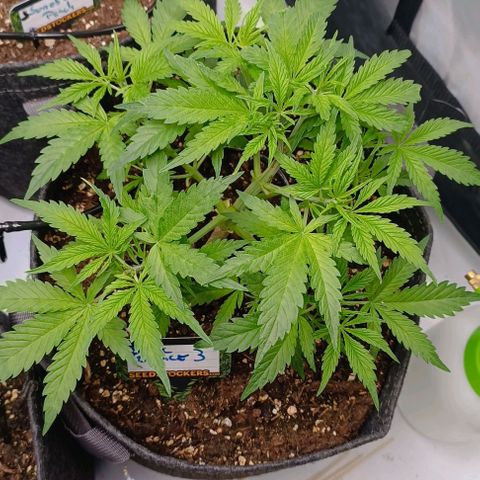 Bruce Banner #3 growlog timeline photo