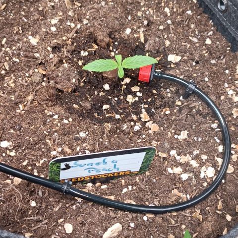 Sun of a peach  growlog timeline photo