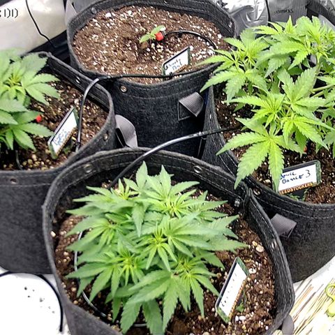 Tropicana Cookies Purple growlog timeline photo
