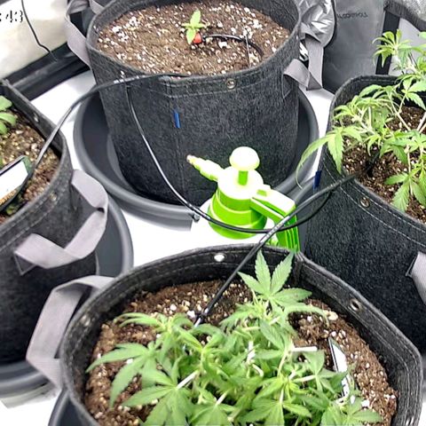 Tropicana Cookies Purple growlog timeline photo