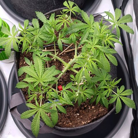 Bruce Banner #3 growlog timeline photo