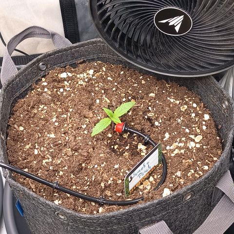 Sun of a peach  growlog timeline photo