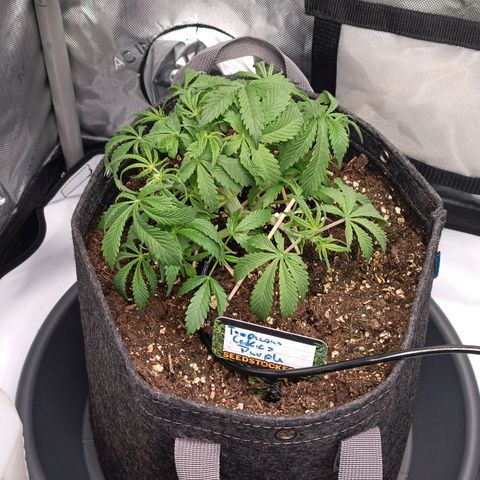 Tropicana Cookies Purple growlog timeline photo