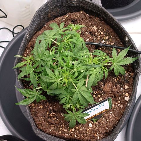 Epsilon F1  growlog timeline photo
