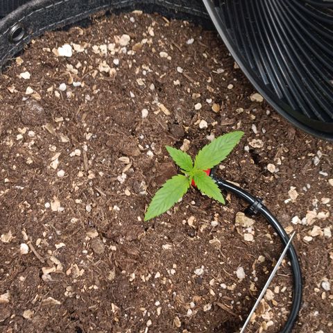 Sun of a peach  growlog timeline photo