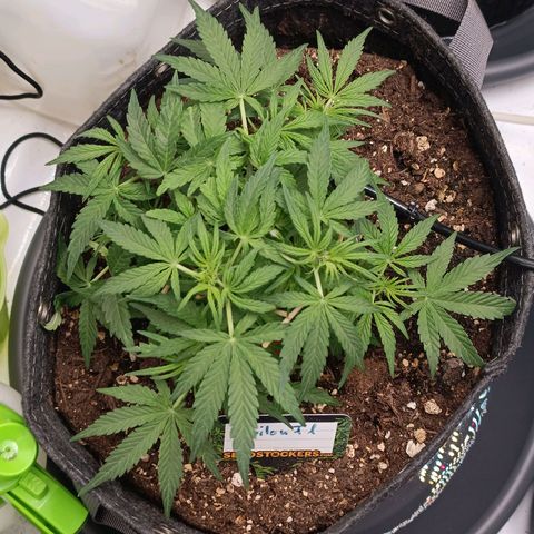 Epsilon F1  growlog timeline photo