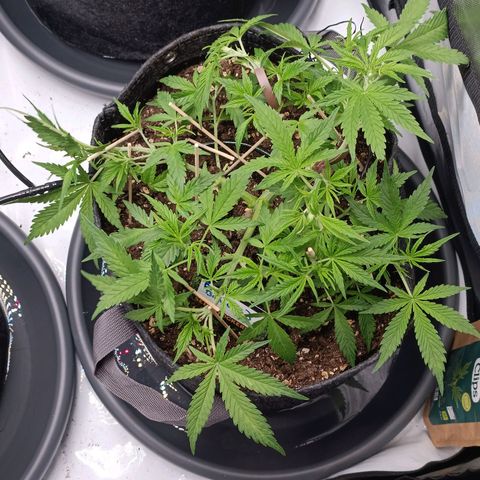 Bruce Banner #3 growlog timeline photo