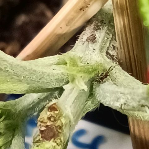Bruce Banner #3 growlog photo: Vorblüte 