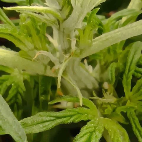 Epsilon F1  growlog photo: Vorblüte 