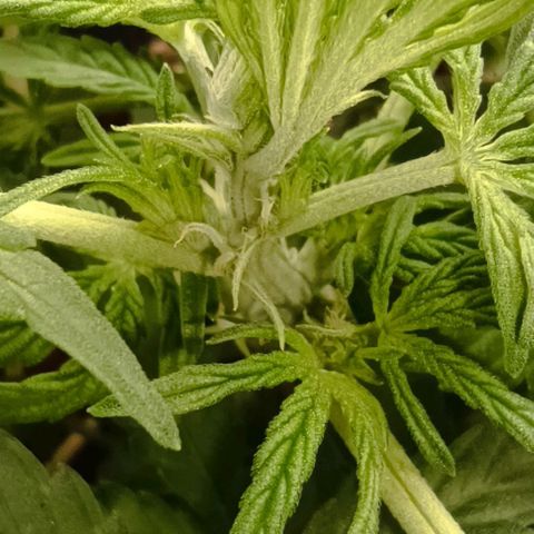 Epsilon F1  growlog photo: Vorblüte 