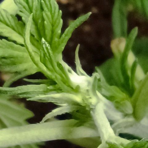 Tropicana Cookies Purple growlog photo: Vorblüte 