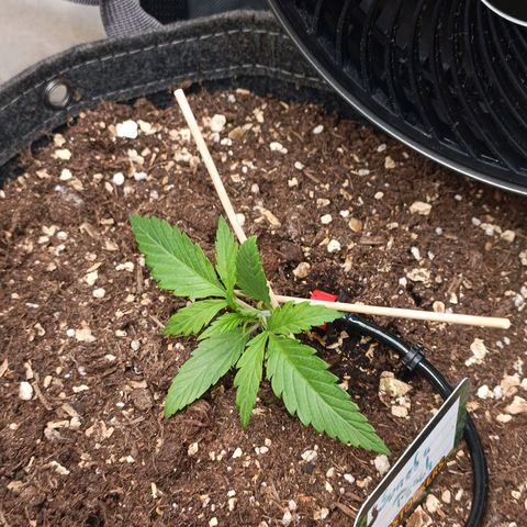 Sun of a peach  growlog timeline photo